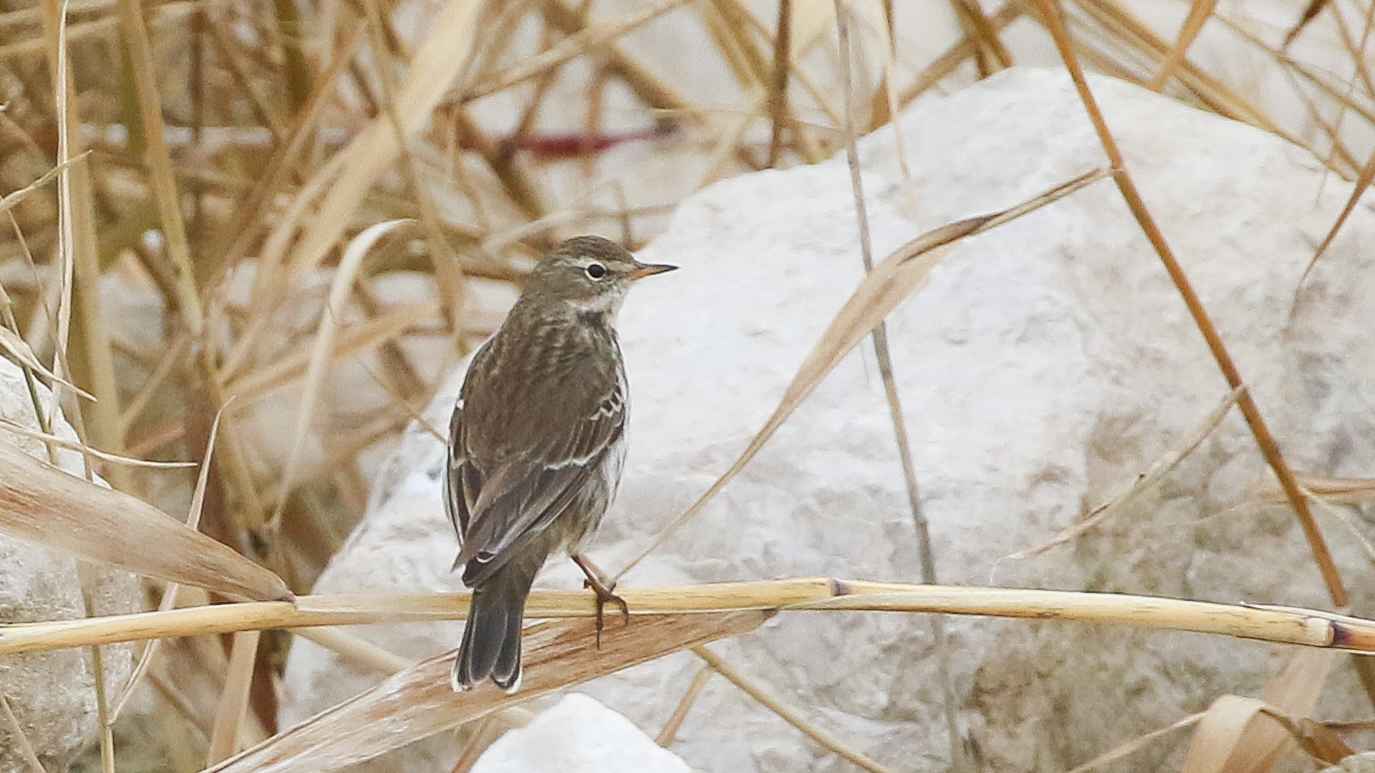 Water Pipit